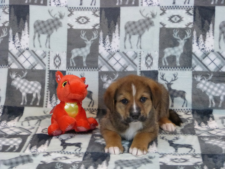 chinook puppy